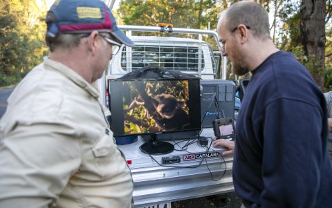 Foro recoge la inspección de koalas con un dron de imagen térmica de alta tecnología en la Isla de North Stradbroke (Australia).