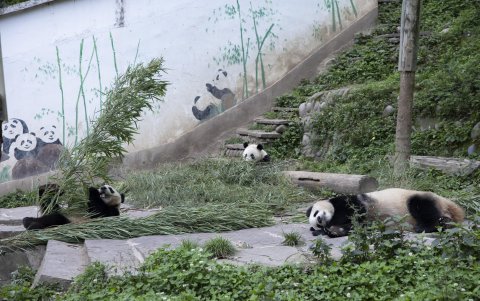 Varios pandas aparecen en un parque protegido de China.