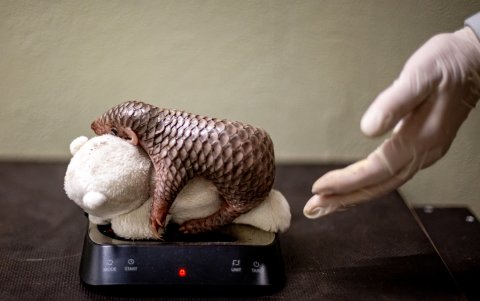 El pangolín se encuentra en peligro de extinción debido a la caza furtiva, en especial en Asia y África.