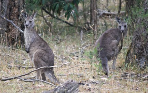 Las autoridades de Victoria sospechan que la matanza de los canguros se produjo entre el 21 y 22 de junio.