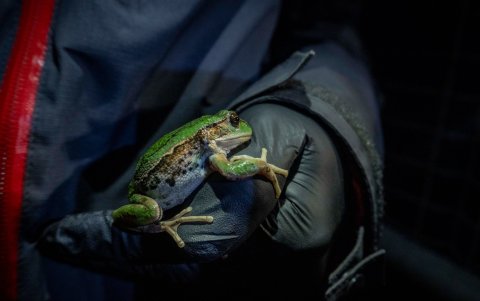 La rana marsupial era muy habitual en Quito, en la actualidad está considerada como una especie amenazada.