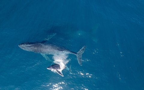 Las ballenas jorobadas que migran anualmente. En la imagen, una ballena adultas y su cría en la costa este de Australia.