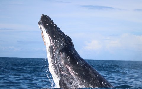 La investigación realizada por científicos de la Universidad de Queensland se apoyó en imágenes tomadas por drones y las muestras de grasa extraídas de varios ejemplares.