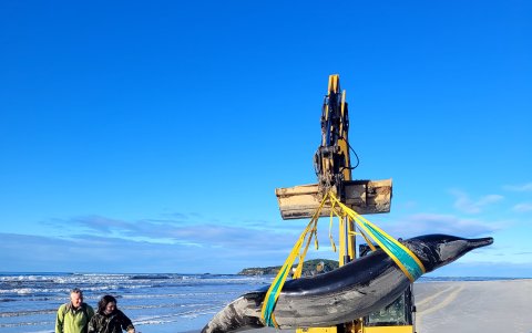 Desde el siglo XIX, sólo se han documentado seis ejemplares en todo el mundo, y todos menos uno procedían de Nueva Zelanda.