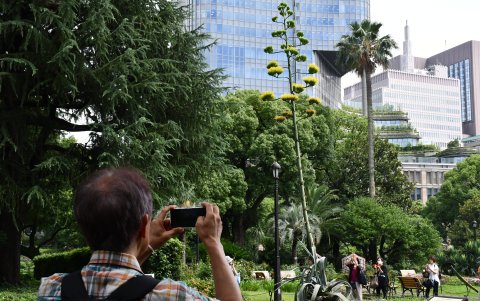 Una planta de agave, que se dice que florece solo una vez cada siglo, comenzó a abrir sus flores amarillas en un céntrico parque tokiota, donde ha atraído a numerosos japoneses y turistas.