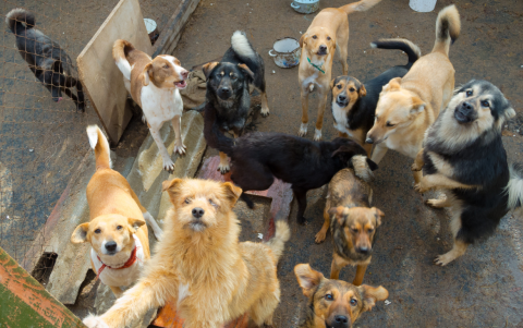 La Perritón se realizará el 21 de julio.