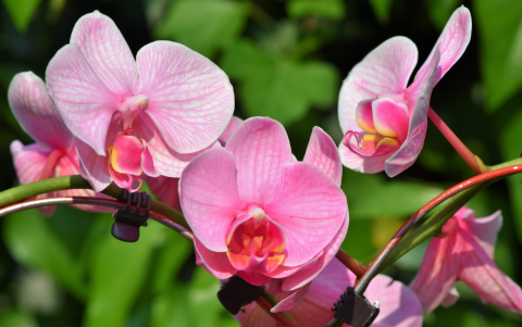 El Jardín Botánico de Quito es reconocido internacionalmente por su colección de orquídeas.
