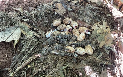 Son 60 los huevos que eclosionaron a finales de junio, un mes después de ser descubiertos en cinco lugares diferentes en los montes Cardamomo, en el suroeste camboyano.