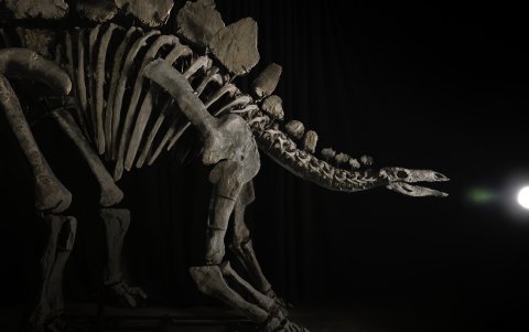 El 'Apex' se subastó este miércoles en Nueva York por 44,6 millones de dólares, multiplicando su precio estimado y convirtiéndose en el fósil más valioso de la historia.