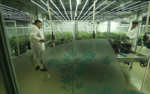 Trabajadores atienden plantas de cannabis en la tienda de cannabis Royal Queen Seeds en Bangkok, Tailandia, 16 de julio de 2024 (publicado el 19 de julio de 2024).