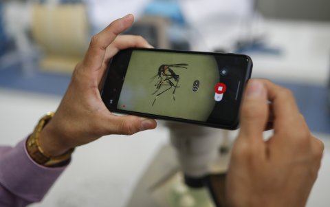 Un investigador toma una fotografía de un zancudo visto en un microscopio en el laboratorio de biología molecular.