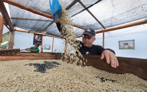 Secado. Augusto Padilla, en la zona donde se pone a secar al café.
