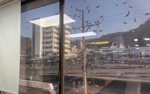 En las ventanas de los edificios del Puerto Principal se puede observar una gran cantidad de estos insectos.