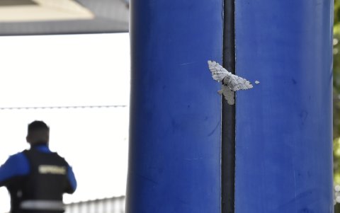 Incluso se puede observar a varios de estos insectos colocando huevos en las paredes.