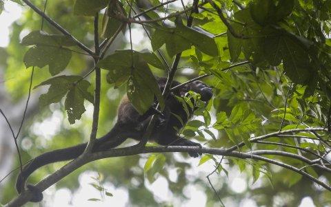 Un mono durante un recorrido en la isla Barro Colorado, en el Canal de Panamá.