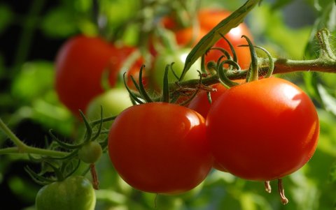 El estudio de la PUCE halló plomo y cadmio en tomates, zanahorias y lechuga de cuatro mercados de Quito.