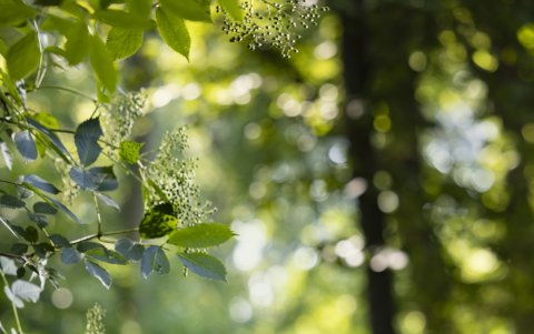 Ruta. Imagen de uno de los minidrones durante uno de los vuelos de prueba en una zona de bosque.