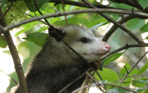 Un estudio sobre la fauna salvaje común en Virginia descubrió que el virus responsable de la covid-19 está muy extendido entre los animales, sobre todo en torno a zonas de gran actividad humana.