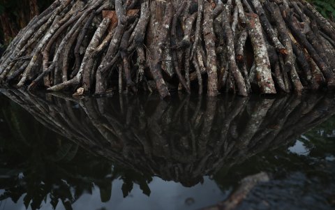 Troncos de mangle cortados para la fabricación artesanal de carbón.