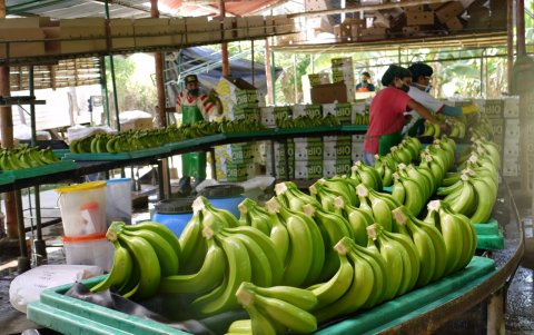 El conflicto bélico podría contraer entre dos y tres puntos porcentuales las exportaciones bananeras a Medio Oriente