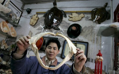 Un vendedor de productos marinos muestra una mandíbula de tiburón en ante dos tortugas verdes disecadas el 13 de enero de 2007 en Nanao (China)
.