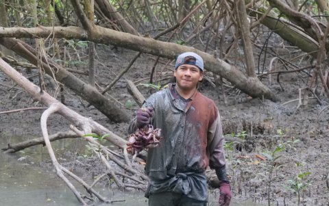 Uno de los cangrejeros exhibe el fruto de sus capturas en uno de los espacios naturales aledaños a la cuenca del Guayas.