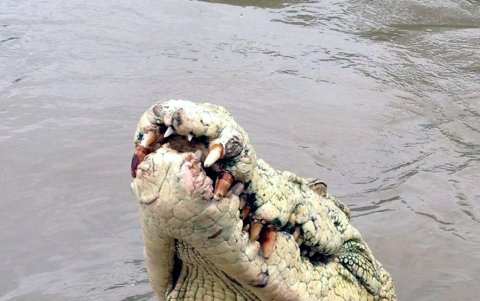 Los cocodrilos de estuario (Crocodylus porosus), al igual que los tiburones, son dos temidos animales conocidos por sus esporádicos ataques a humanos, algunos de ellos mortales.