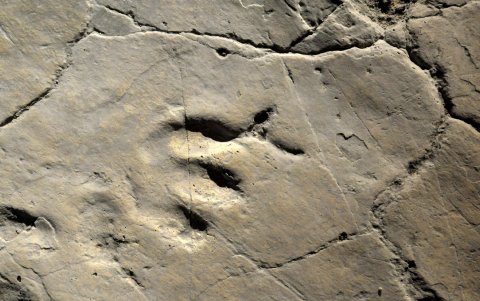 La huella de un dinosaurio. El reciente hallazgo sucedió en el Geoparque Global de Linxia, en China.