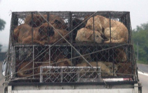 Un grupo de perros viaja por una carretera de Corea del Sur.