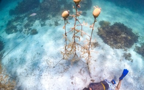 Uno de los miembros de la oenegé que impulsa un proyecto para recuperar la zona de coral en aguas cercanas a Punta Cana.