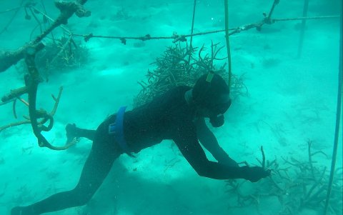 Un miembro de la Fundación Ecológica Los Arrecifes de Bávaro recorre la zona de vivero de corales.
