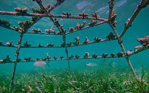 Una de las estructuras en las que aparecen sembrados los corales.