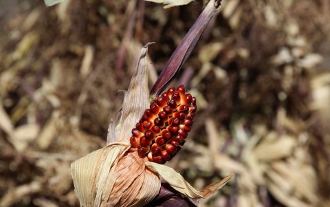 Vilma Alanya mostrando un maíz de colores.