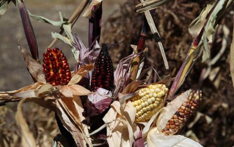 Maíz de colores, en los Andes de Huancavelica.
