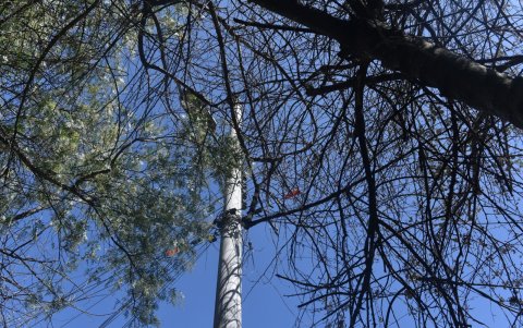 Problema. Las pocas luminarias que existen están cubiertas por ramas. Eso hace que la zona sea oscura y peligrosa.