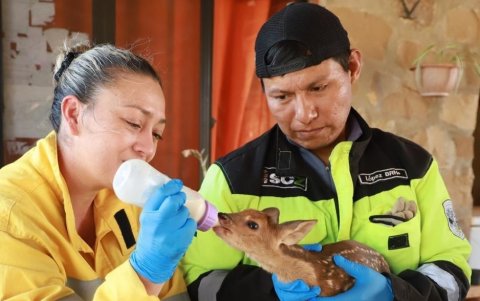 Una cría de urina (Mazama gouazoubira) tras ser rescatada de los incendios forestales que afectan al departamento Santa Cruz (Bolivia).