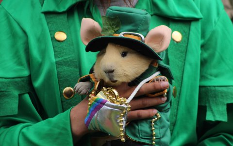 Un hombre sostiene un cuy disfrazado de duende en Urbina (Ecuador). El concurso de disfraces fue el momento más esperado de este certamen.