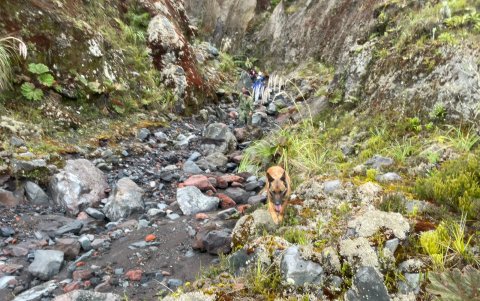 Los militares junto con los canes buscan a Mishell.