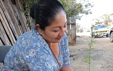 La ciudadana Lidia Criollo, siembra un árbol