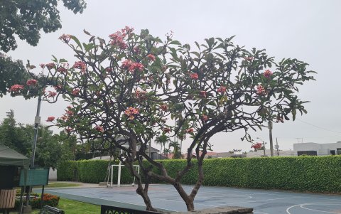 La plumeria rubra es una especie no nativa que abunda en Guayaquil y cantones aledaños.