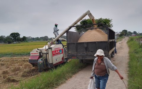 Los productores de la gramínea están preocupados.