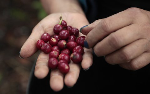 Una integrante de la Asociación de Mujeres Caficultoras de Viotá y Tequendama sostiene granos de café