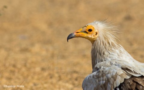 La población de buitres de lomo blanco, de pico fino y de cabeza roja, esenciales para mantener la salud de los ecosistemas.