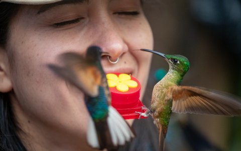 Fotografía de un colibríes alimentándose en la población de Mindo, en el Chocó Andino, a unos 25km de Quito (Ecuador).