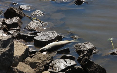La foto es de un tramo del canal del río Óder donde se han hallado más de 110 toneladas de peces muertos desde principios de mes.