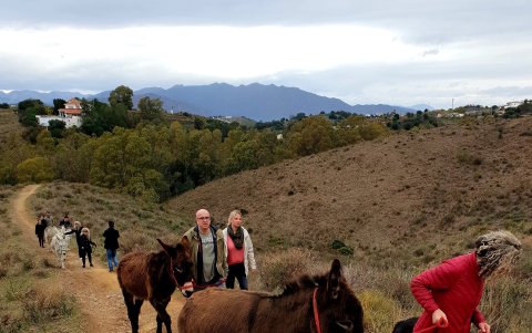 Un grupo de voluntario camina con varios asnos en una parte cercana al complejo de Donkey Dreamland.
