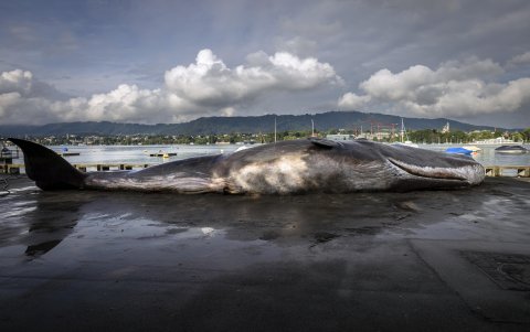 la escultura de cachalote en Utoquai, en el lago de Zurich, en Zurich, Suiza, el 19 de agosto de 2024.