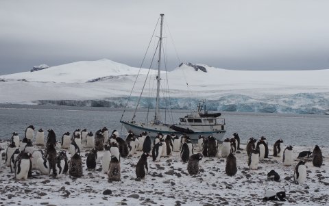 Imagen cedida del velero de la expedición Australis ante una colonia de pingüinos en la Antártida. Antonio Alcamí, CSIC.