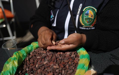 Una persona selecciona granos de cacao en la feria 'Bosques guardianes del agua'