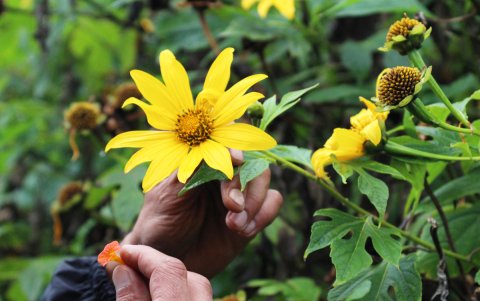 Un hombre sostiene un flor el 10 de agosto de 2024 en el Nido del Cóndor.